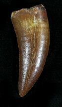 Giant, Serrated Raptor Tooth From Morocco - #22992