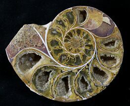 Sliced Phylloceras Ammonite (Half) - #23212