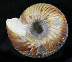 Cadoceras Ammonite - Gloucestershire, England #23243