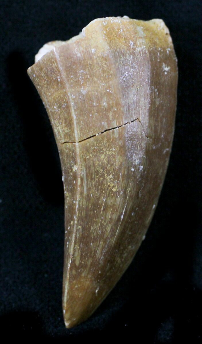 mosasaurus teeth