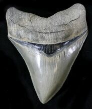Beautiful, Serrated Megalodon Tooth #23361