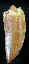 Top Quality Carcharodontosaurus Tooth #23368