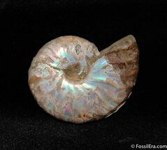 Small Iridescent Cleoniceras Ammonite Fossil #420