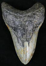 Lower Megalodon Tooth - North Carolina #23431