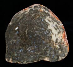 Unusual Osmunda Petrified Wood End Slice #3401