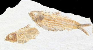 Knightia Fish Fossil From Wyoming #23721