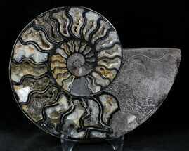 Black Ammonite (Half) - Rare Coloration #23917
