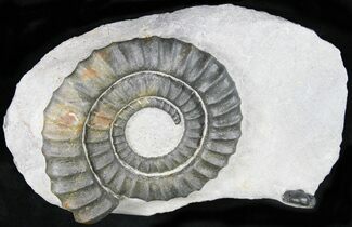 Anetoceras Ammonite With Trilobite Head #23868