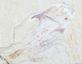 Fossil Coccodus (Crusher Fish) With Shrimp #24001