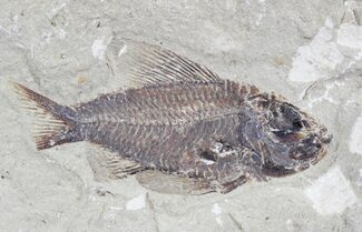 Fossil Fish (Ctenothrissa) - Lebanon #24090