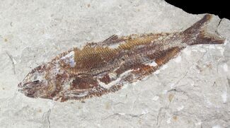 Beautiful Fossil Fish (Organotegatum) - Lebanon #24108
