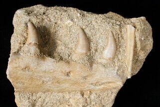 Halisaurus (Unusual Mosasaur) Jaw Section #3406