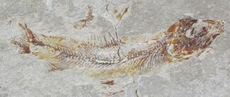 Cretaceous Fossil Fish (Hajulia sp) - Lebanon #24117