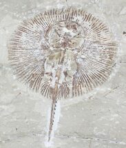 Rare Fossil Ray (Cyclobatis) From Lebanon - #24147