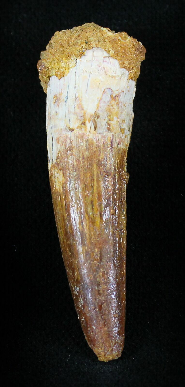 spinosaurus teeth