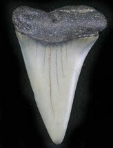 Fossil Mako (Isurus hastalis) Shark Tooth - #24282