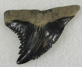 Sharp Hemipristis Shark Tooth - South Carolina #24323