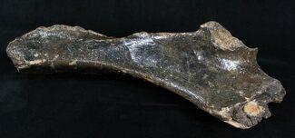 Woolly Rhinoceros Ulna Bone - Late Pleistocene #3443