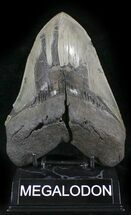 Massive, Serrated Fossil Megalodon Tooth #24437