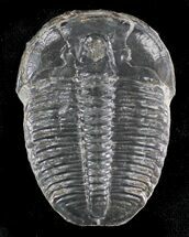 XL Elrathia Trilobite - Wheeler Shale, Utah #24702