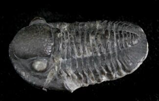 Very D Gerastos Trilobite Fossil #24708