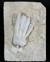 Phanocrinus Crinoid - Alabama #24725