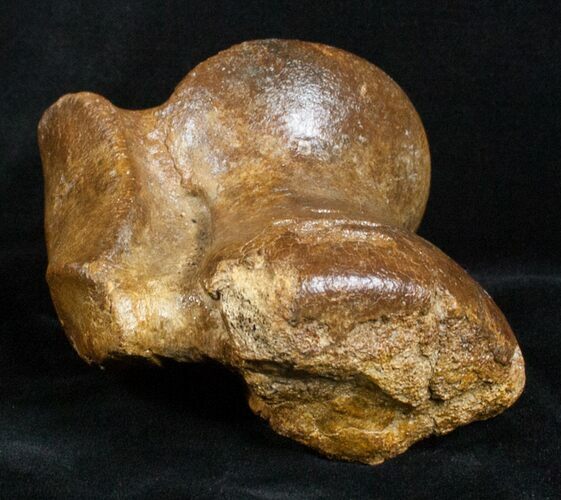 Woolly Rhinoceros Ankle Bone - Late Pleistocene (#3453) For Sale ...