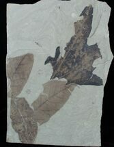 Fossil Leaf Multiple Plate #3459