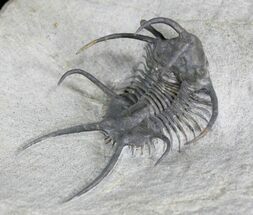 Top Quality Ceratarges Trilobite - #25168