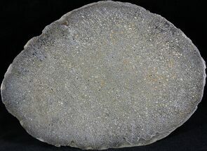 Polished Agatized Dinosaur Bone Slab - #25192
