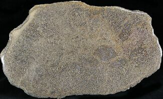 Large Polished Agatized Dinosaur Bone Section - x #25193