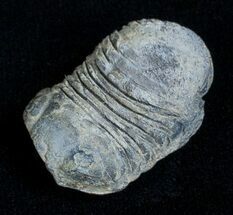 Dipleura Trilobite From Bolivia #3476