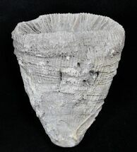 Fossil Horn Coral (Placosmilia) - Cretaceous #25596