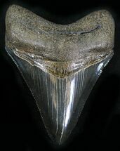Beautiful, Serrated Megalodon Tooth #25671