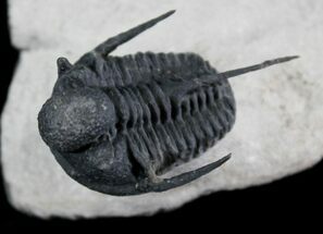 Huge Cyphaspis Trilobite From Morocco #25795