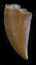 Fossil Raptor Tooth From Morocco - #26040