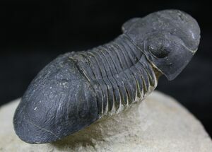 Paralejurus Trilobite - Foum zguid, Morocco #25840