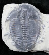 Huge Elrathia Trilobite In Shale - Utah #26428