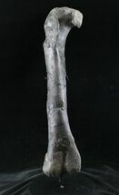 Excellent Allosaurus Femur From Colorado - With Stand #26475