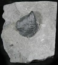 Platyceras Brachiopod from Windom Shale, NY #26466