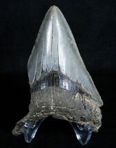 Partial + Inch Megalodon Tooth - Razor Serrations #3533