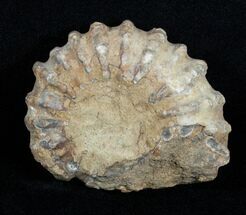 Inch Bumpy Douvilleiceras Ammonite #3524
