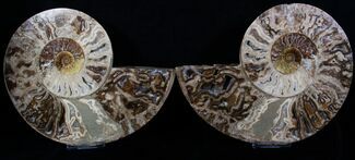 Inch Wide Choffaticeras Ammonite - Rare Species #3530