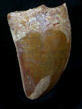 Carcharodontosaurus Tooth - Massive Meat-Eater #26839