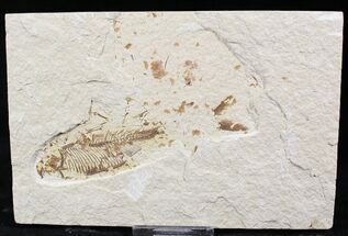 Bargin Diplomystus Fossil Fish - Wyoming #27412