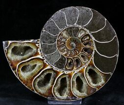 Thick Phylloceras Ammonite Fossil (Half) #27713