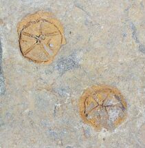 Ordovician Edrioasteroid (Spinadiscus) Fossils - Morocco #28050