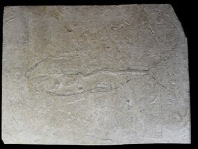 Unprepared Diplomystus Fossil Fish - About Long #28139