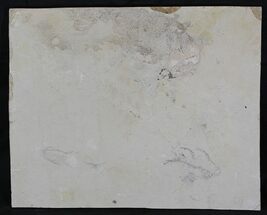 Unprepared Fossil Fish Plate - xPriscara, Knightia #28140