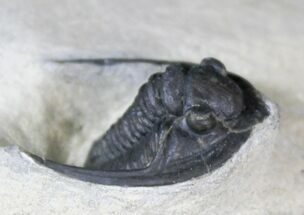 Nice Diademaproetus Trilobite - Foum Zguid, Morocco #28145